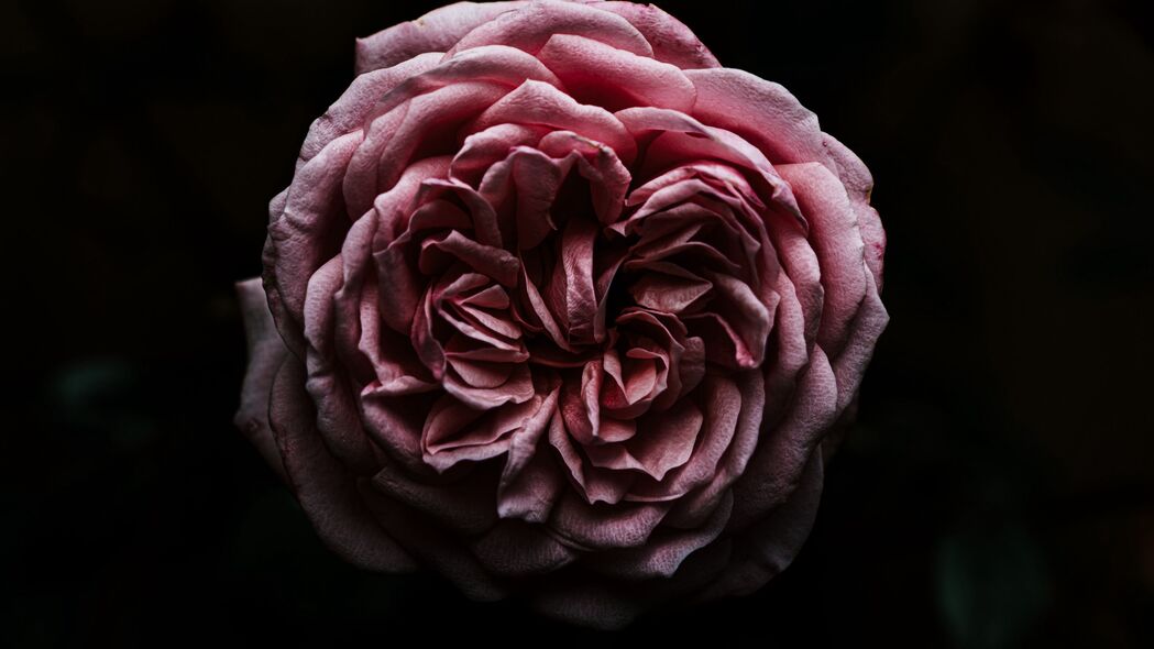 玫瑰 花 粉红色 深色 特写 4k壁纸 3840x2160