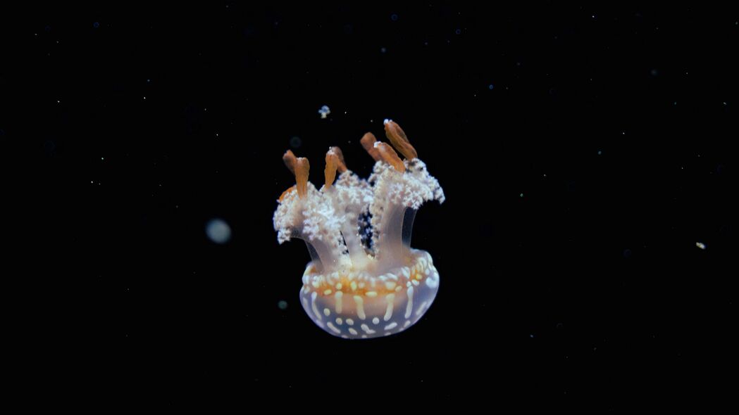 水母 触手 水 深度 海底世界 4k壁纸 3840x2160