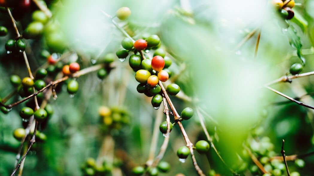 咖啡 水果 树枝 绿色 潮湿 植物 4k壁纸 3840x2160