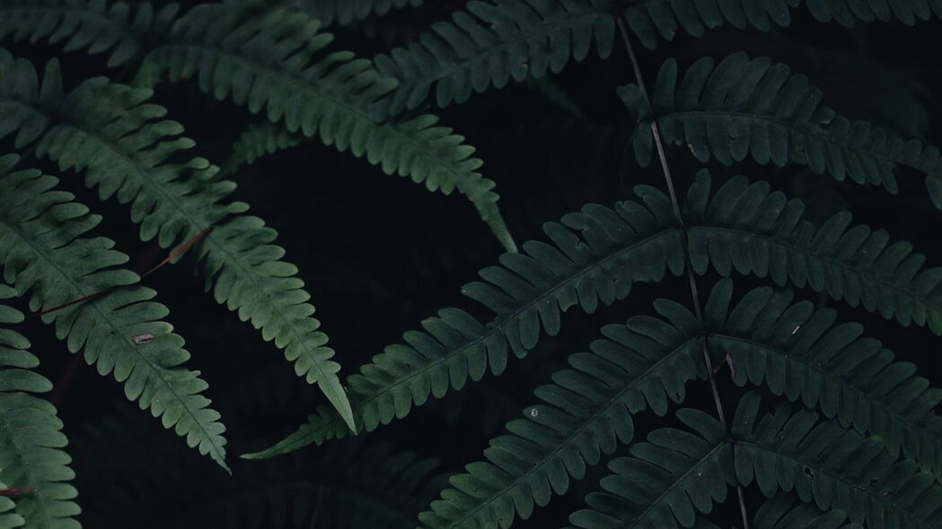 蕨类植物 叶子 植物 绿色 深色 4k壁纸 3840x2160