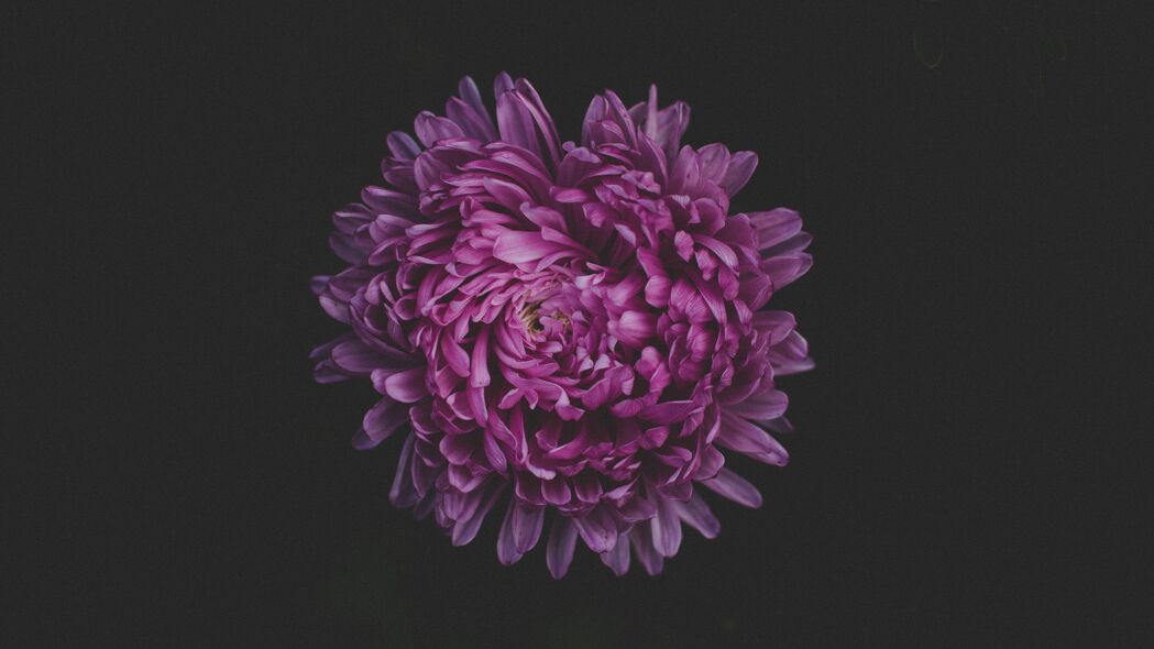 紫苑 花 紫色 深色 4k壁纸 3840x2160