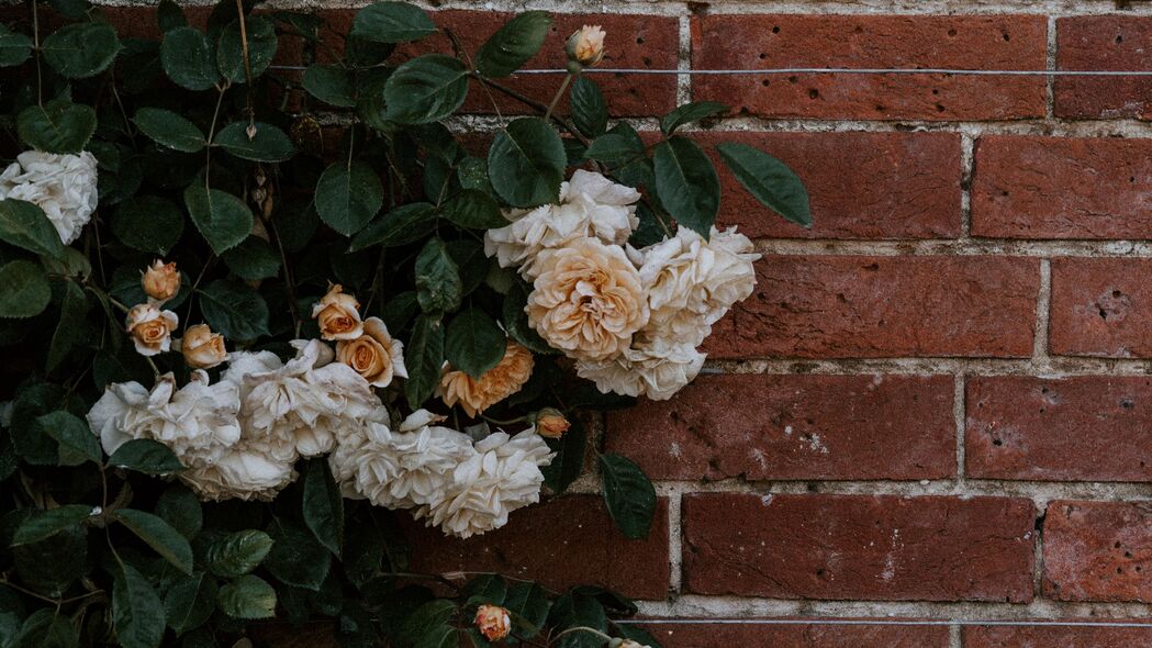 玫瑰 花朵 墙壁 砖 植物 灌木 4k壁纸 3840x2160