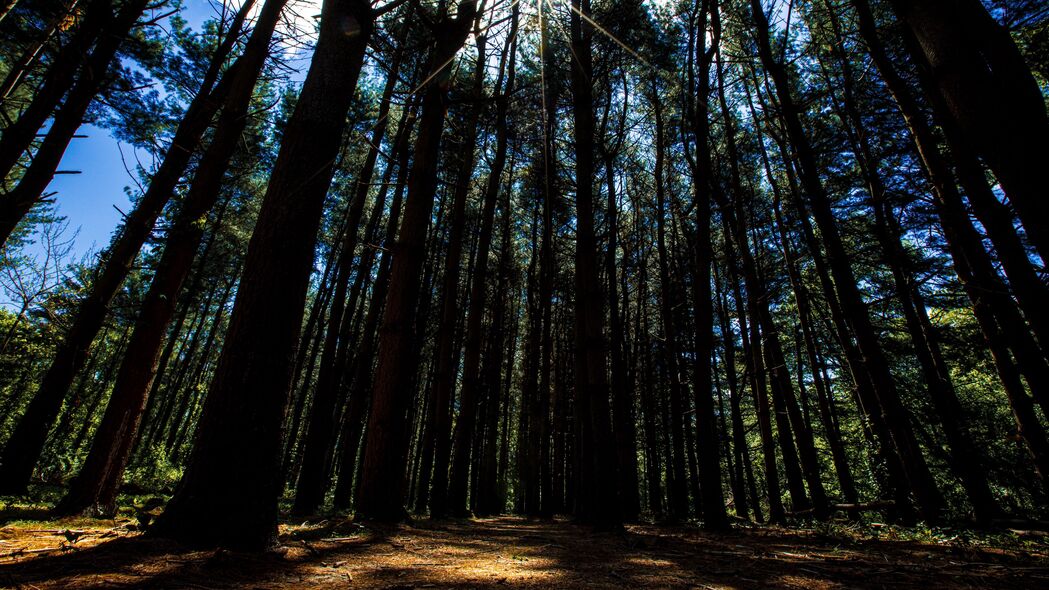 森林 树木 光线 阳光 步行 4k壁纸 3840x2160