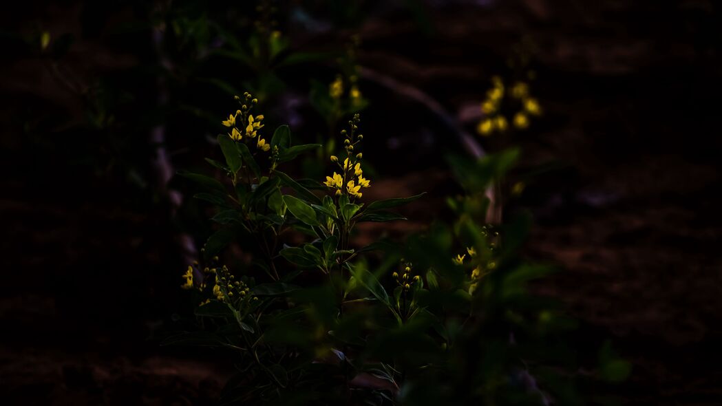 黄色花卉盛开，深色4K高清壁纸，3840x2160分辨率，精美背景图片下载