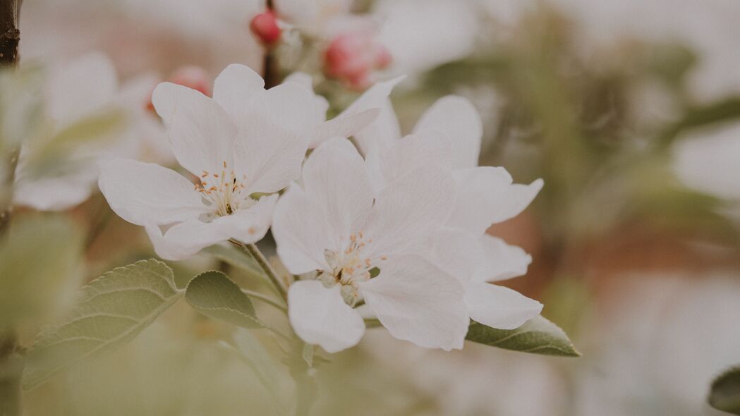 花朵 苹果 树枝 树叶 花朵 春天 4k壁纸 3840x2160