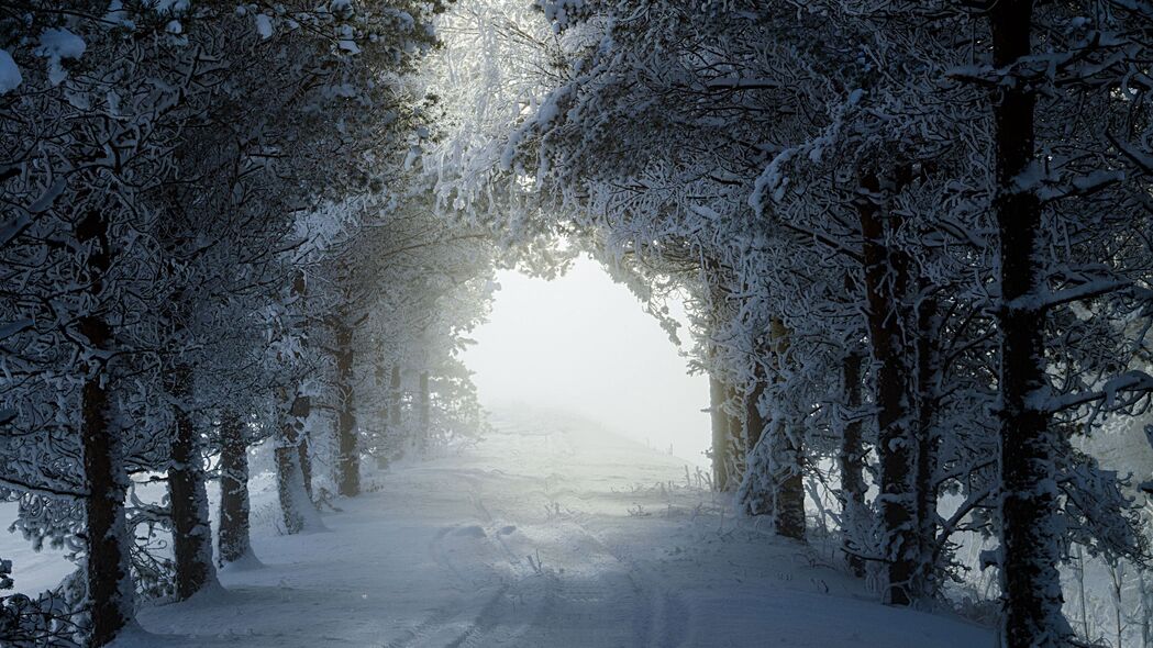 小巷 树木 路径 雪 冬季 4k壁纸 3840x2160
