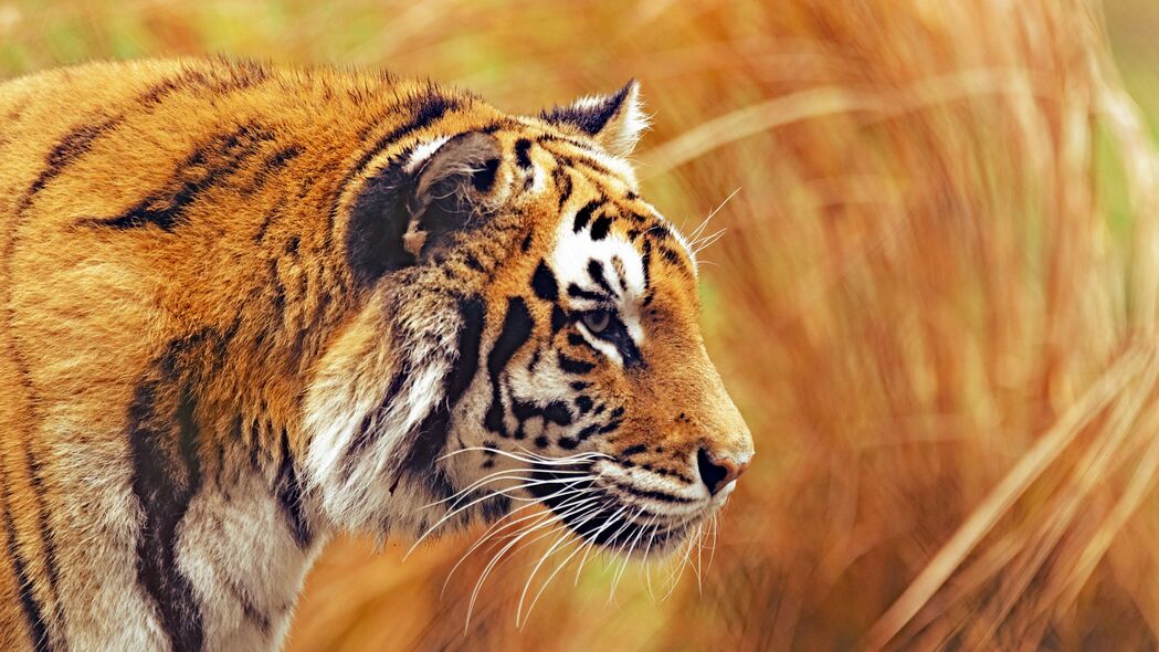 老虎 捕食者 野生动物 大猫 条纹 4k壁纸 3840x2160