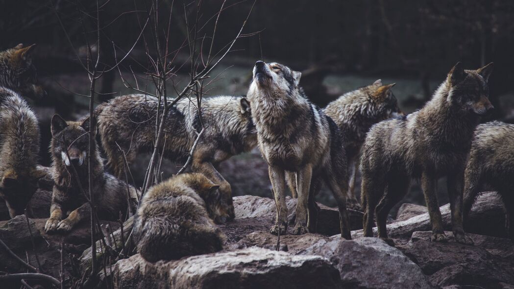 狼 捕食者 羊群 野生动物 灰色 嚎叫 4k壁纸 3840x2160