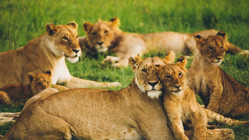 母狮 幼狮 大型猫科动物 家庭 背包 捕食者 野生动物 4k壁纸 3840x2160