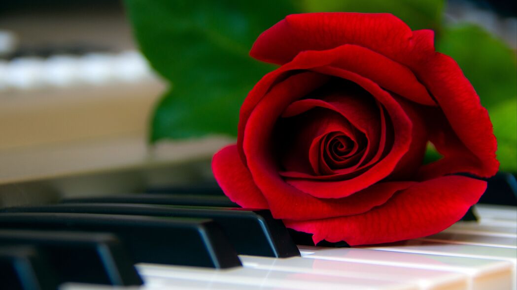 玫瑰 花 钢琴 键 红色 4k壁纸 3840x2160