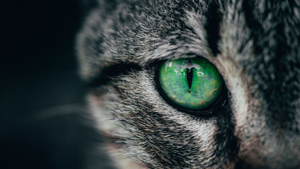 猫 眼睛 绿色 瞳孔 特写 4k壁纸 3840x2160