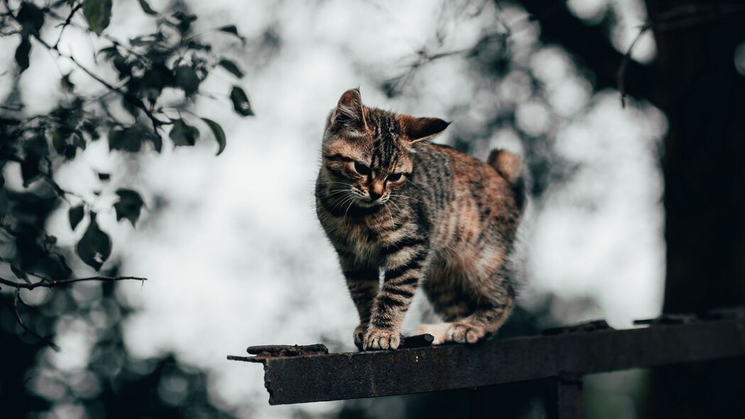 猫趣横生，精选可爱小猫4K高清壁纸（3840x2160）免费下载