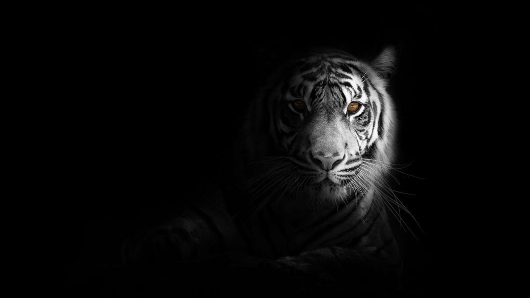 老虎 大猫 捕食者 一瞥 阴影 黑白 4k壁纸 3840x2160