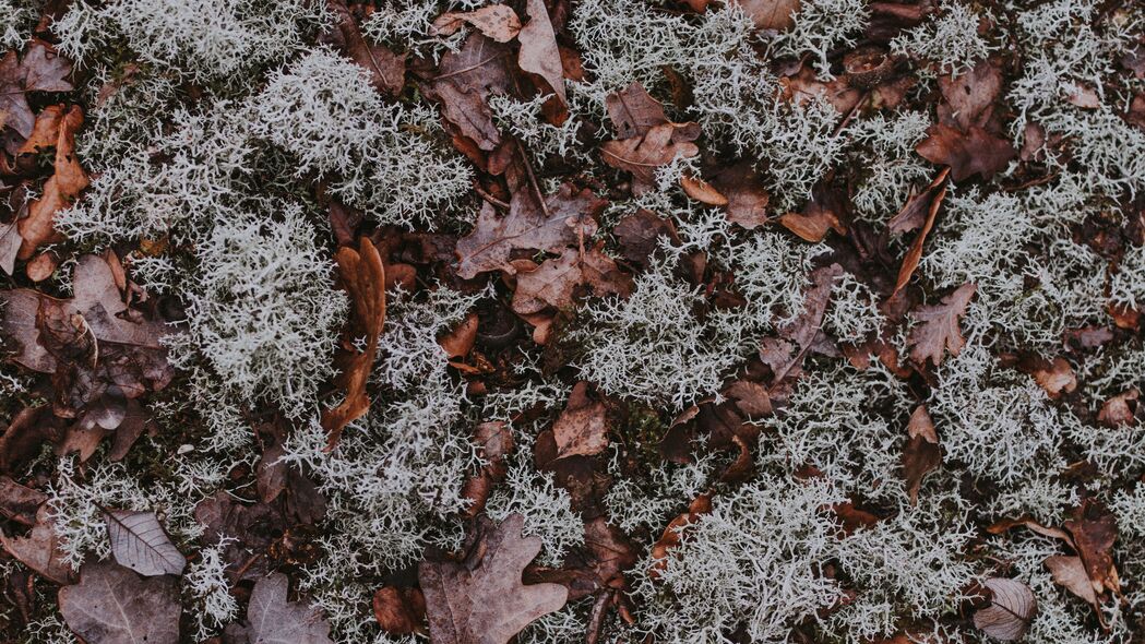 树叶 苔藓 干燥 地面 秋天的 4k壁纸 3840x2160