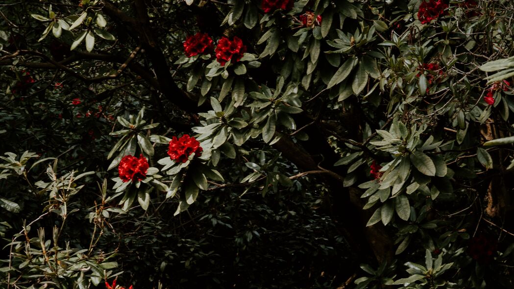 树 花 红色 植物 花园 4k壁纸 3840x2160
