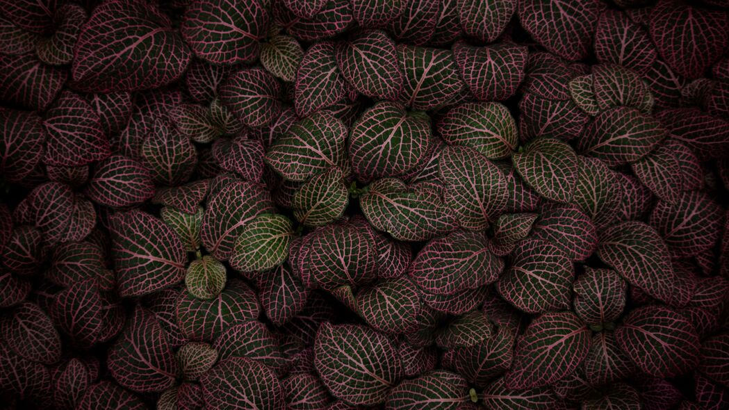 叶子 植物 条纹 粉红色 4k壁纸 3840x2160
