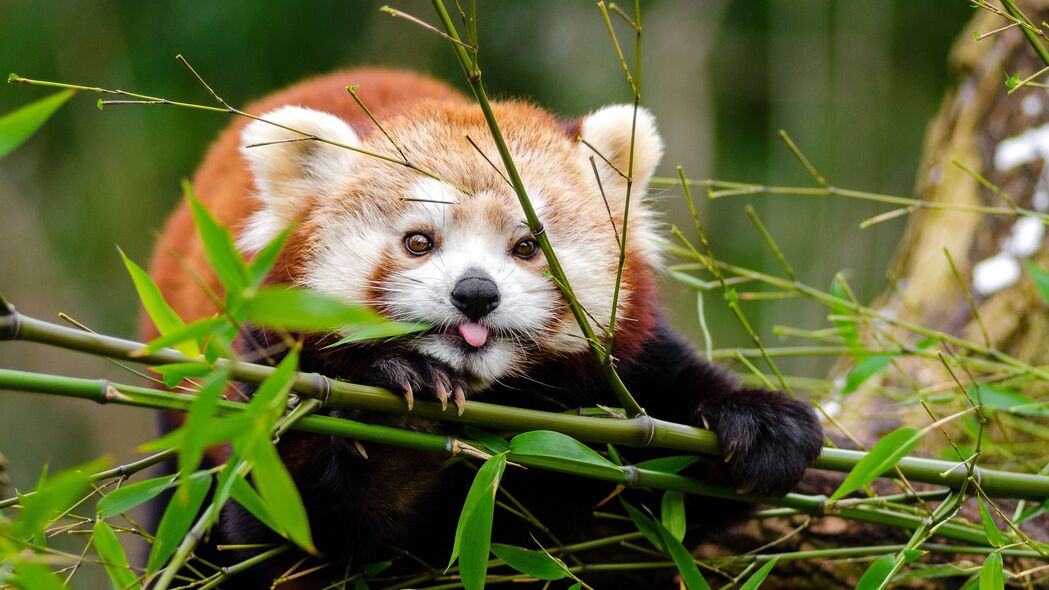 红熊猫 熊猫 突出的舌头 可爱 有趣 竹子 树枝 4k壁纸 3840x2160