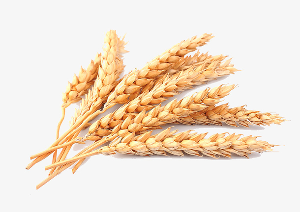 秋收的小麦3