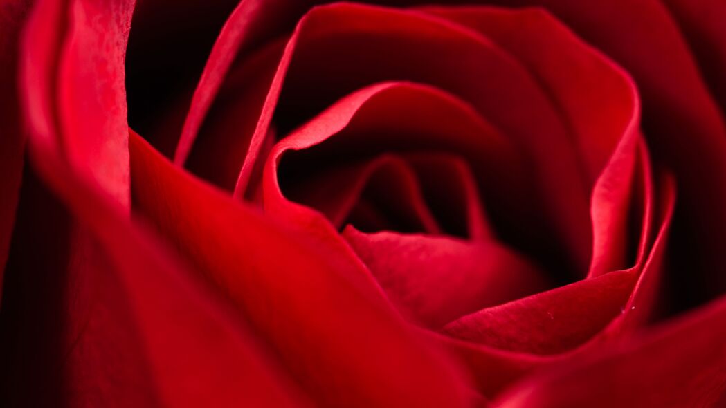玫瑰 红色 特写 花瓣 花朵 微距 4k壁纸 3840x2160