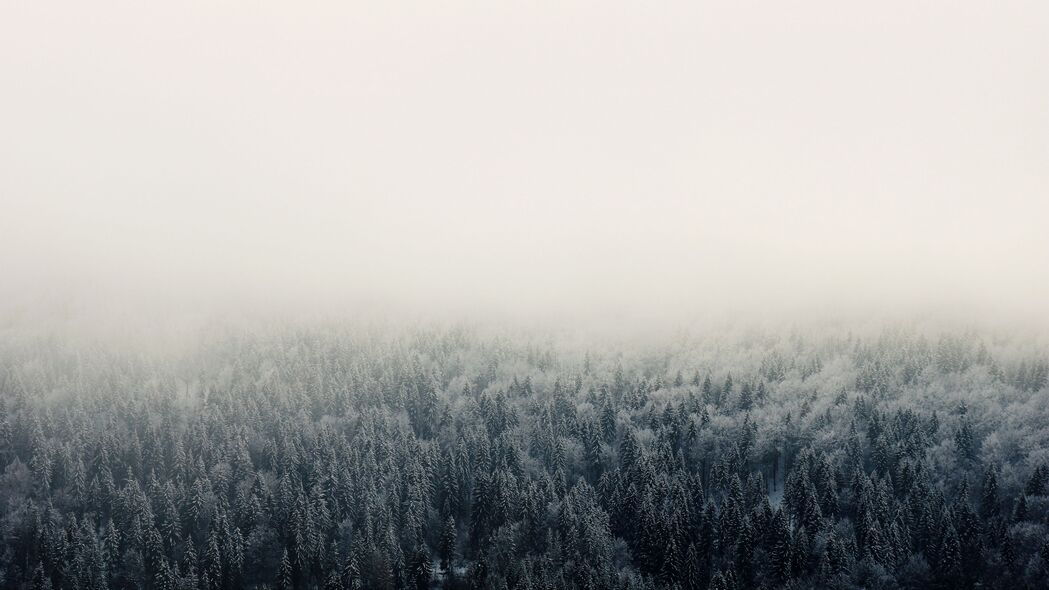 森林 雾 树 天空 4k壁纸 3840x2160