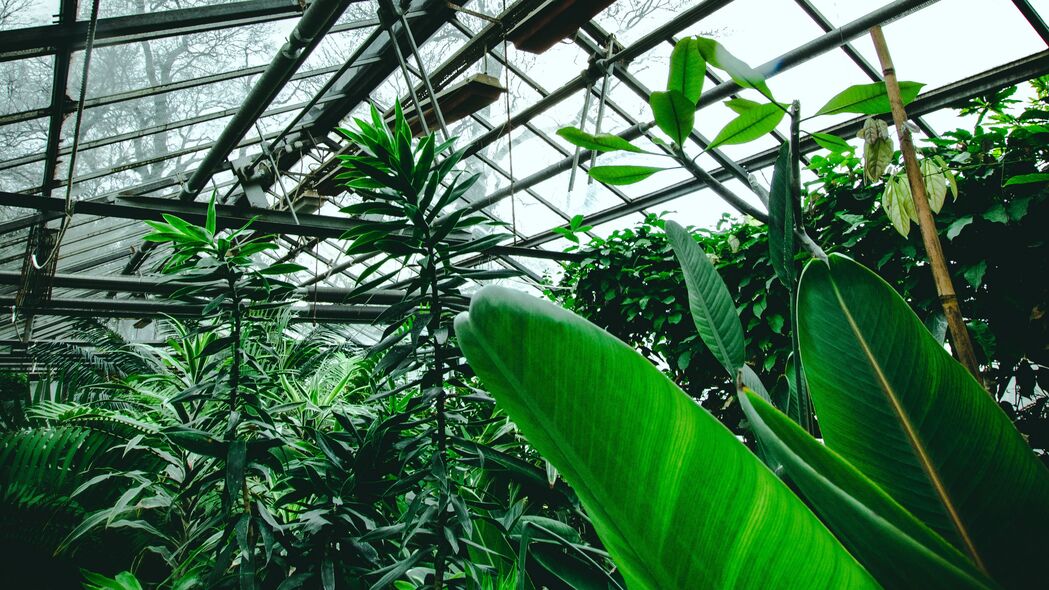 温室 植物 热带 树叶 绿色 4k壁纸 3840x2160