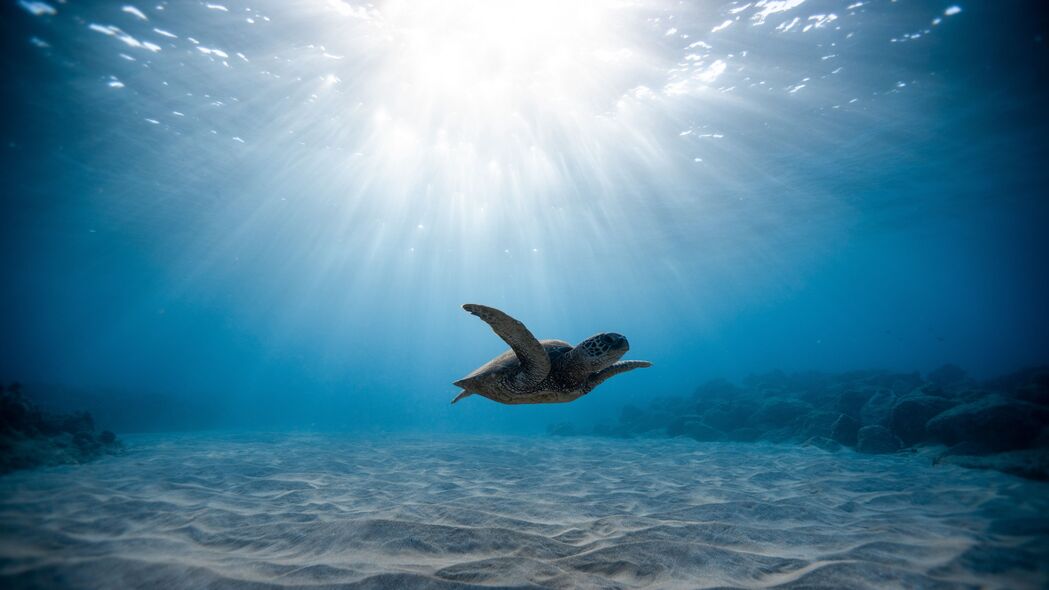 海龟 海龟 海底世界 游泳 4k壁纸 3840x2160