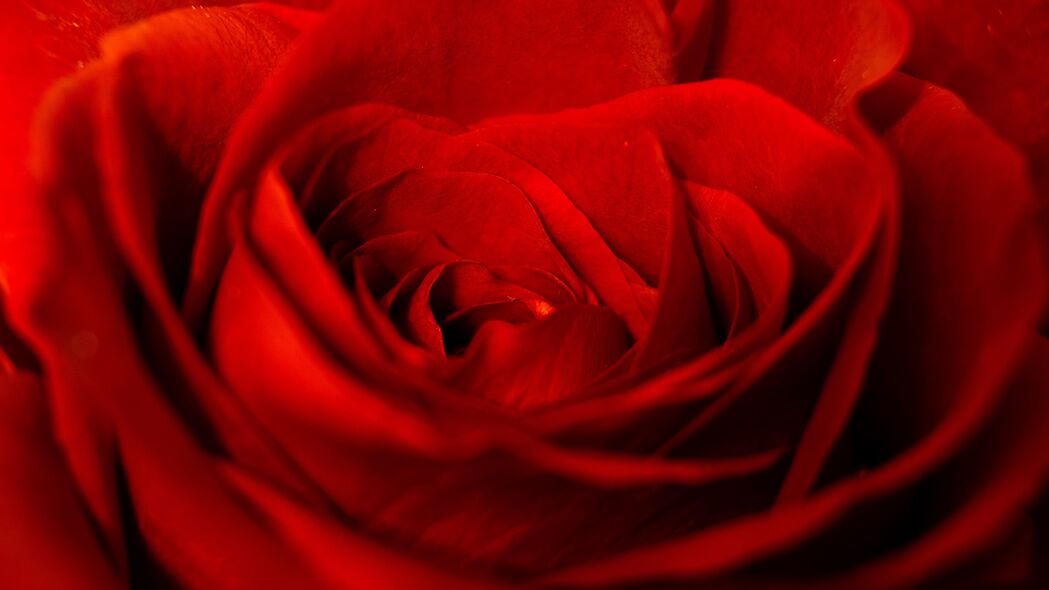 玫瑰 红色 花瓣 花蕾 花朵 4k壁纸 3840x2160