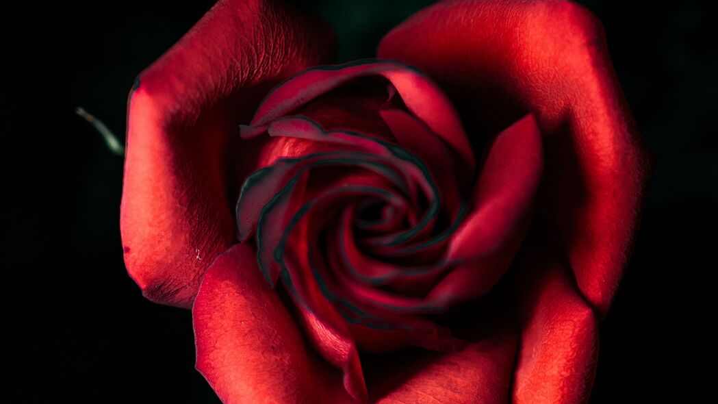 玫瑰 红色 花蕾 花瓣 特写 4k壁纸 3840x2160