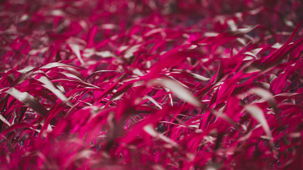 草 叶子 粉红色 植物 宏观 4k壁纸 3840x2160
