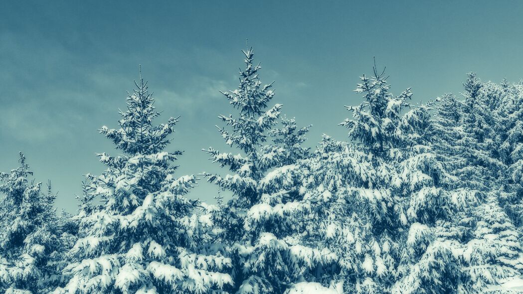 树 雪 冬天 雪 天空 4k壁纸 3840x2160