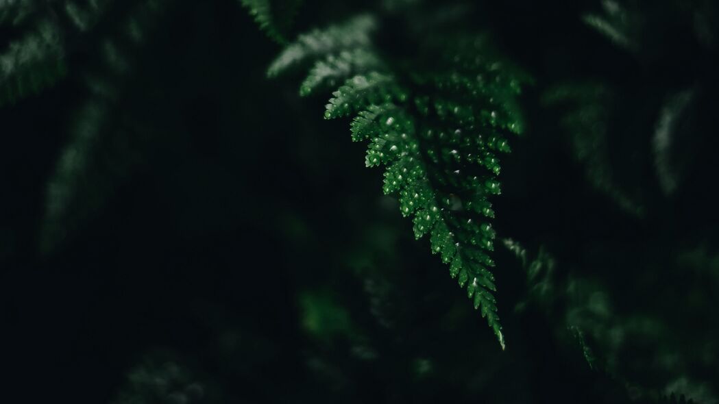 蕨类植物叶子绿色雕刻图案，深色阴影渲染4K高清壁纸，3840x2160分辨率精美背景图片下载