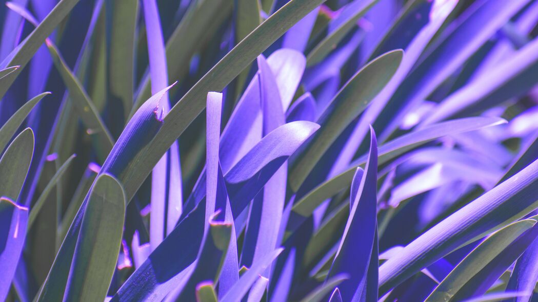 叶子 植物 紫色 微距 模糊 4k壁纸 3840x2160
