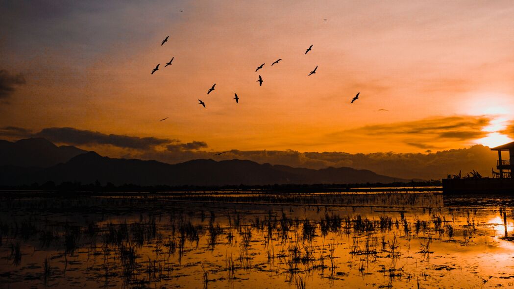 日落 地平线 鸟类 剪影 水 印度尼西亚 4k壁纸 3840x2160