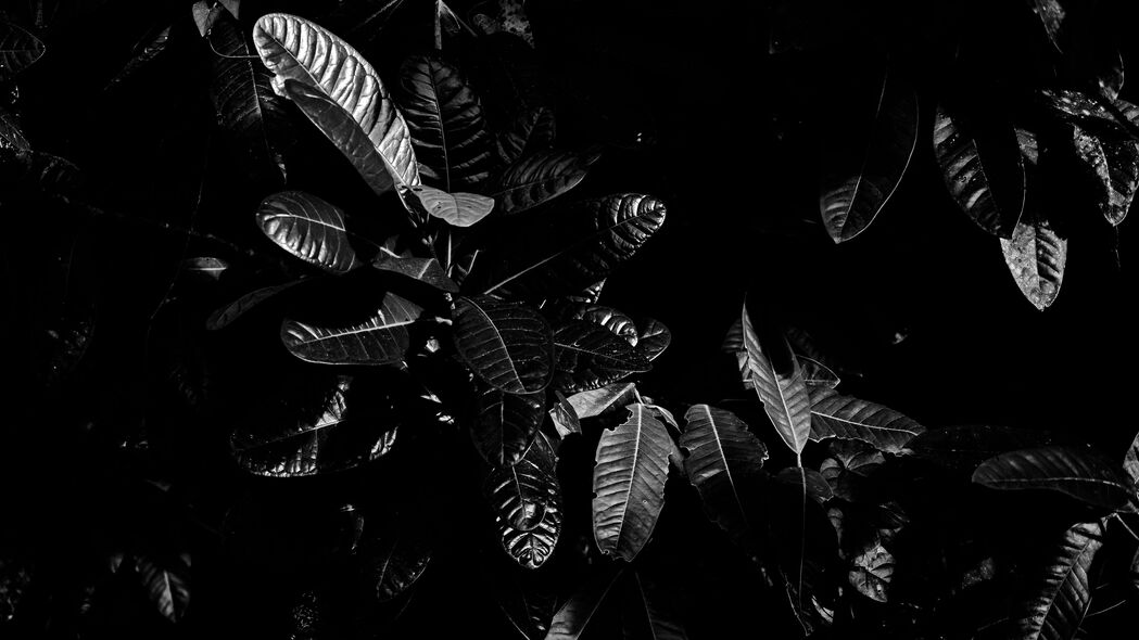 叶子 bw 深色 植物 黑色 4k壁纸 3840x2160