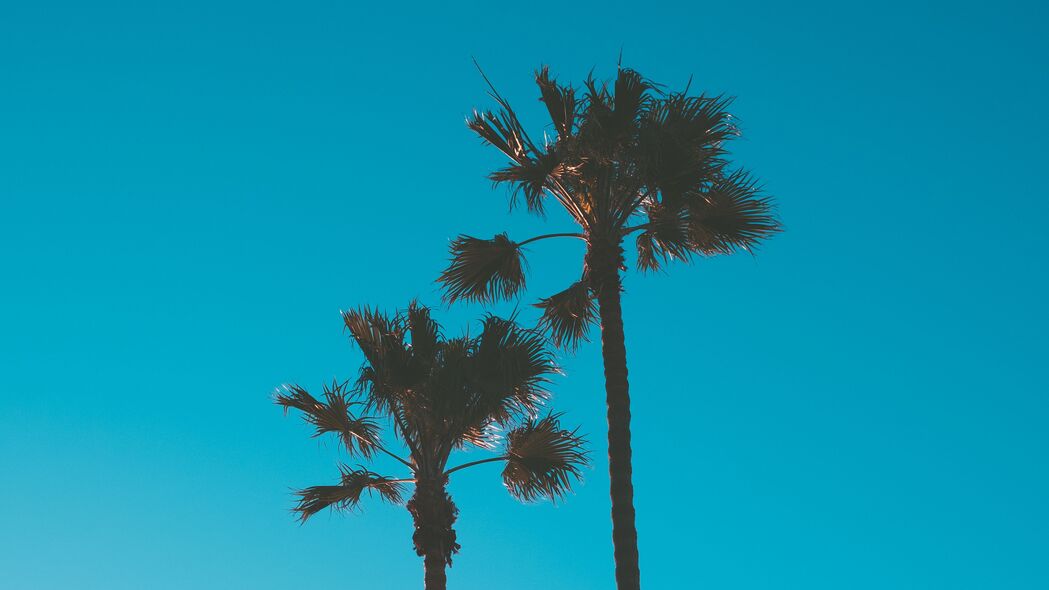 棕榈树 天空 热带 树木 蓝色 4k壁纸 3840x2160