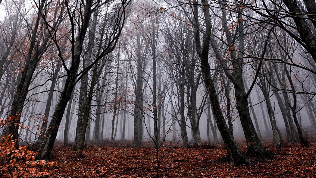 树木 雾 森林 秋天 树叶 倒下的 4k壁纸 3840x2160