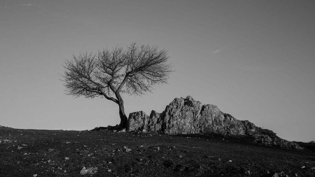 树 岩石 bw 极简主义 4k壁纸 3840x2160