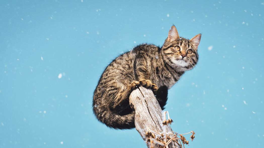 猫 降雪 雪 柱子 4k壁纸 3840x2160