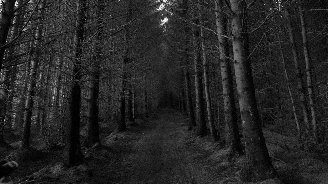 森林 树木 bw 路径 秋天 灰暗的 4k壁纸 3840x2160