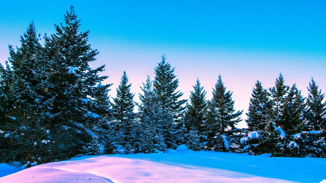 冬天 森林 树木 明亮 天空 4k壁纸 3840x2160