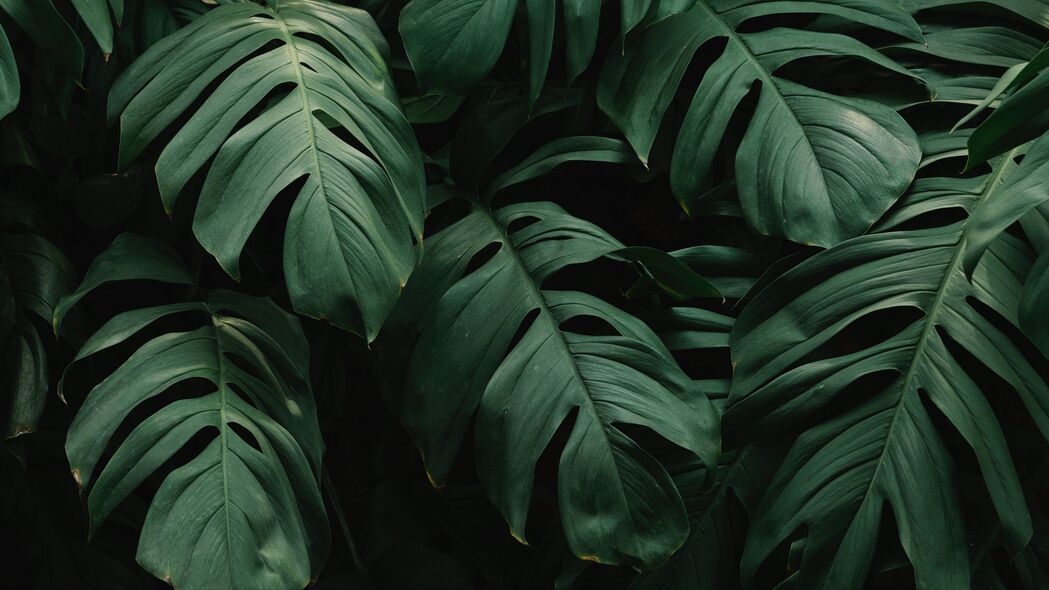 叶子 植物 绿色 深色 植被 4k壁纸 3840x2160