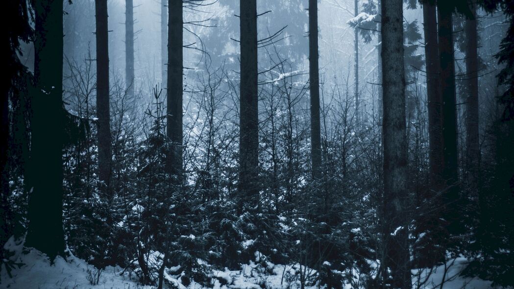 森林 冬天 雾 树 4k壁纸 3840x2160