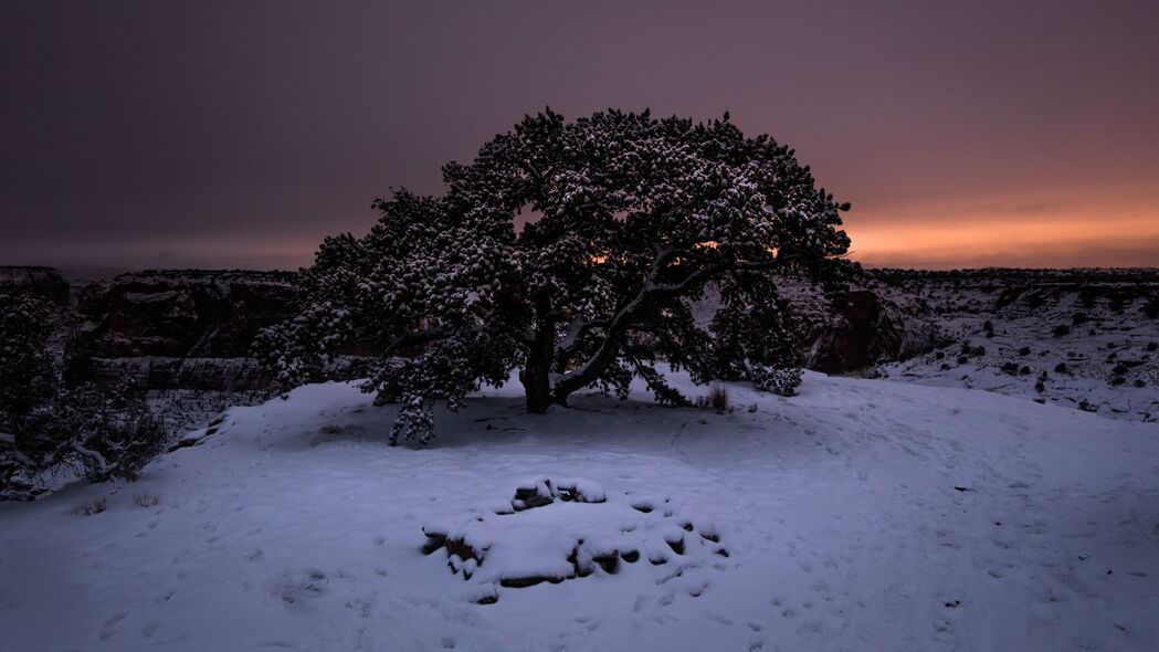 树 雪 冬天 晚上 雪 天空 4k壁纸 3840x2160