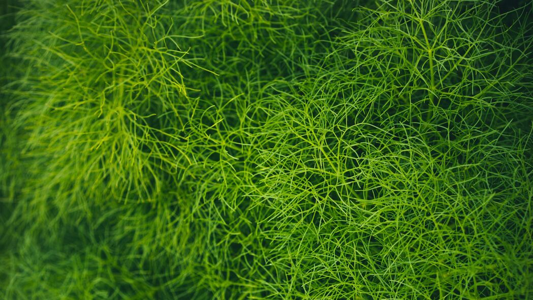 草 绿色 植物 宏观 4k壁纸 3840x2160