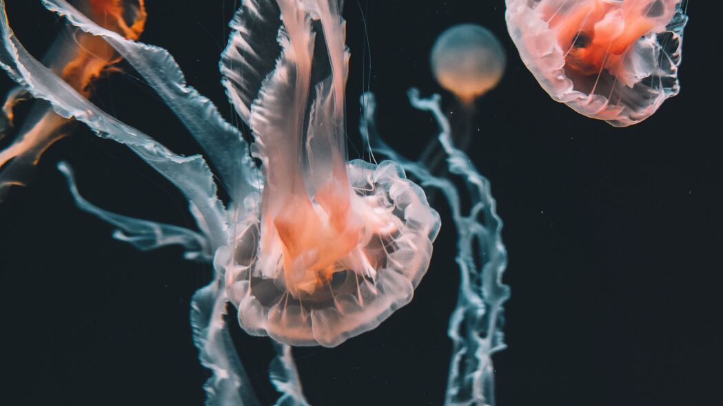水母 海底世界 水族馆 游泳 触手 4k壁纸 3840x2160