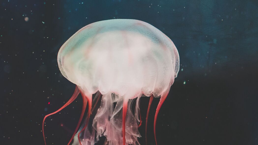 水母 海底世界 触手 游泳 水上 4k壁纸 3840x2160