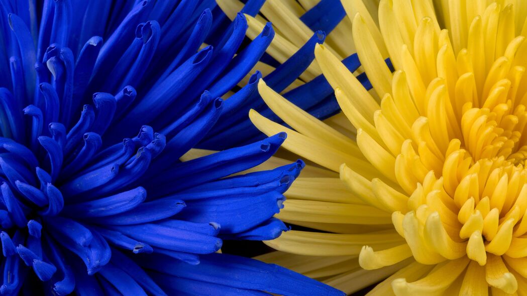 花朵 蓝色 黄色 花瓣 4k壁纸 3840x2160