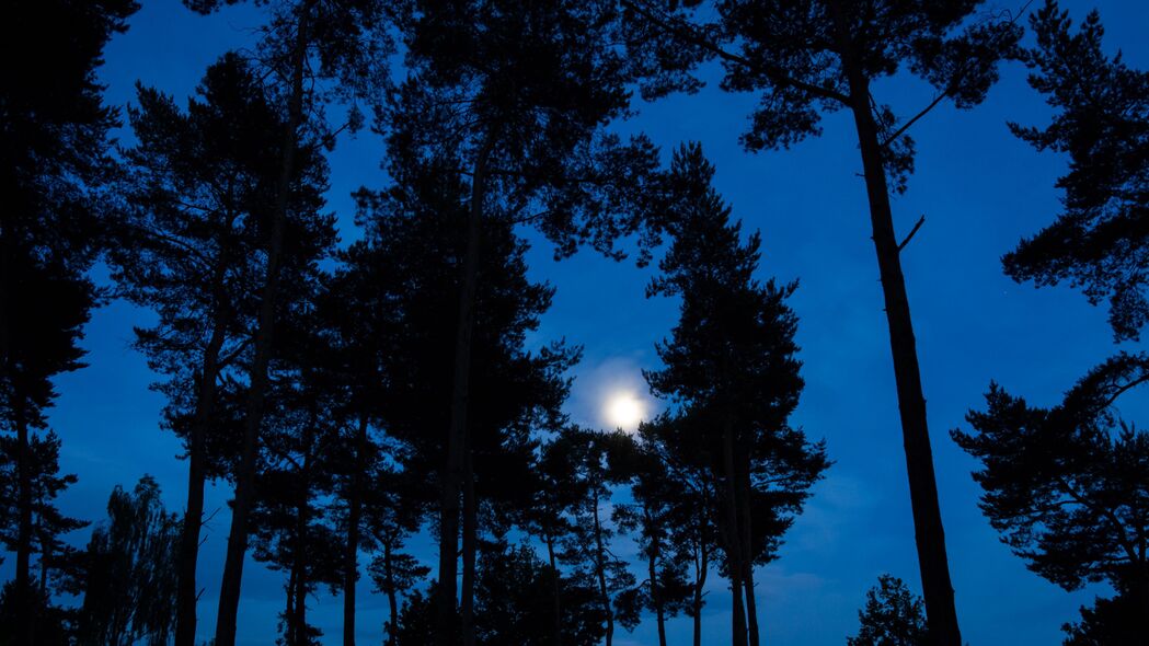 树 树枝 月亮 天空 夜间 4k壁纸 3840x2160