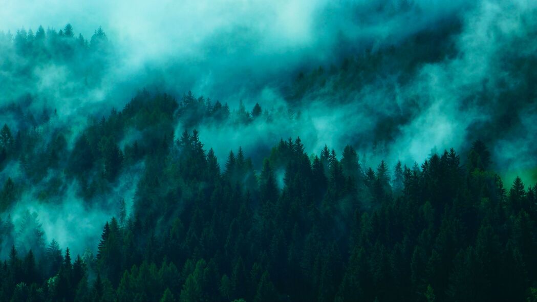 树 雾 顶部 森林 4k壁纸 3840x2160