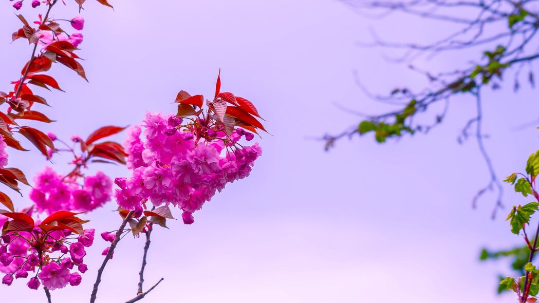 花开粉黛，树枝繁花似锦，高清4K灌木天空背景壁纸（3840x2160）下载